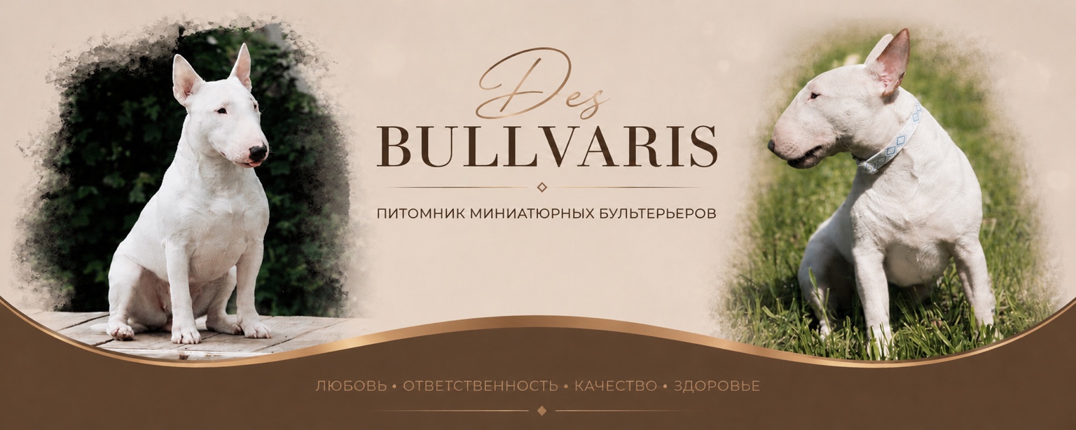 Питомник миниатюрных бультерьеров Des Bullvaris